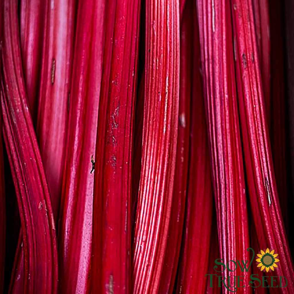 Rhubarb - Crimson Red,  CROWN - Sow True Seed