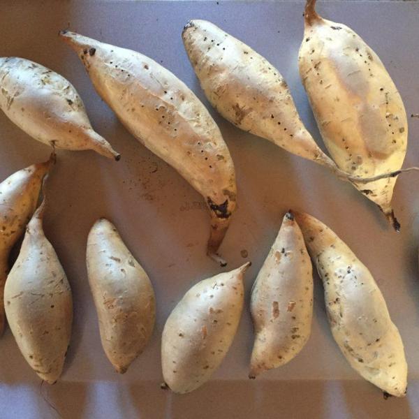Sweet Potato - Nancy Hall - Sow True Seed