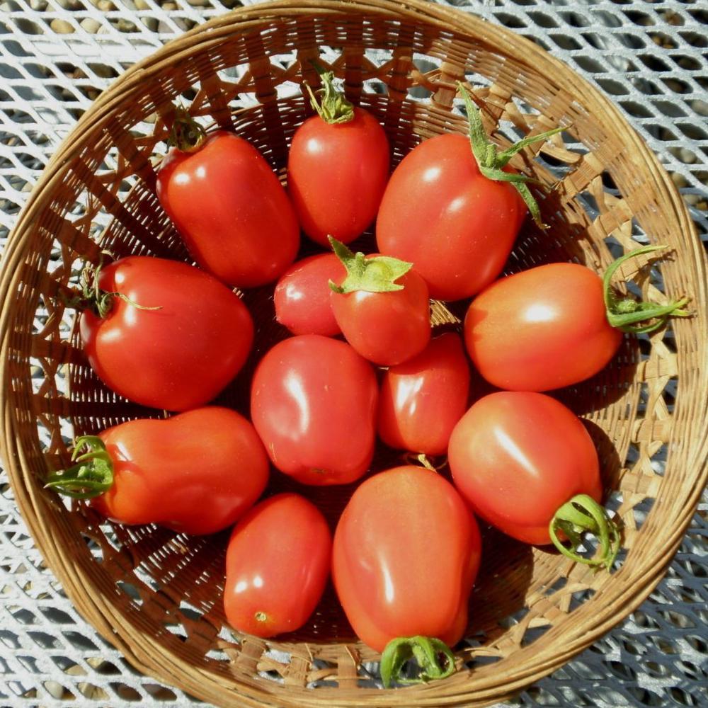 Paste Tomato Seeds - Roma - Sow True Seed