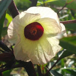 Thai Red Roselle Seed - Sow True Seed