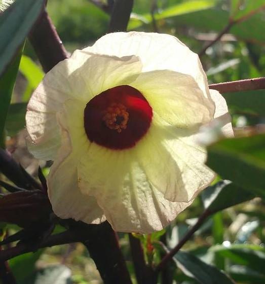 Thai Red Roselle Seed - Sow True Seed