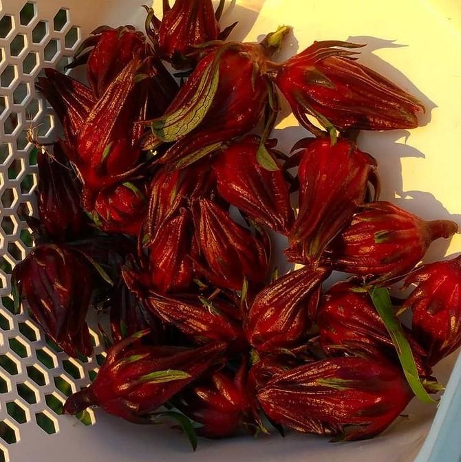 rose red soba seeds Red Roselle Herb Seeds | Sow True Seed
