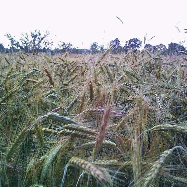 rye seeds for planting Cover Crop