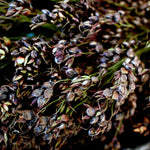 Sorghum Seeds - Multicolored Broomcorn - Sow True Seed