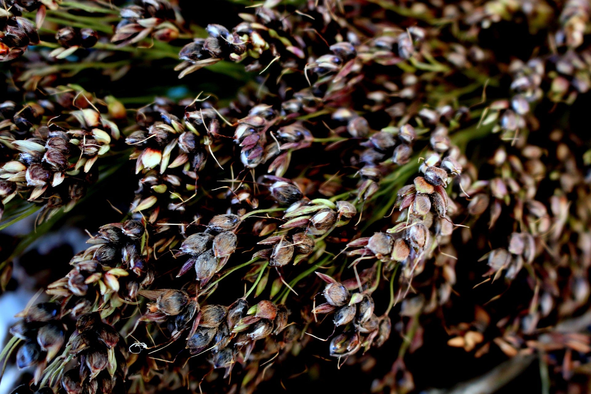 Sorghum Seeds - Multicolored Broomcorn - Sow True Seed