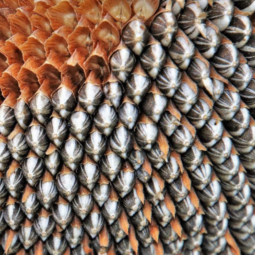 Sunflower Seeds - Mongolian Giant - ORGANIC - Sow True Seed