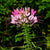 Cleome Seeds - Spider Flower - Sow True Seed