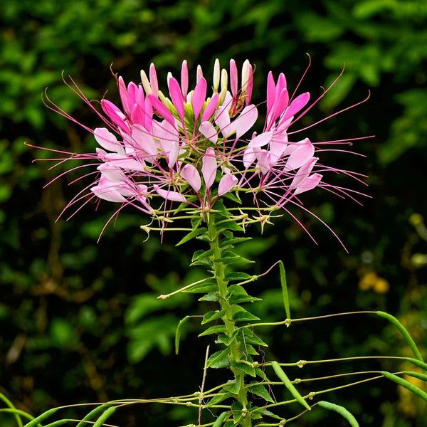 flowers on a spider plant Cleome- Spider Flower | Sow True Seed