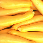 Summer Squash - Early Prolific Straight Neck - Sow True Seed