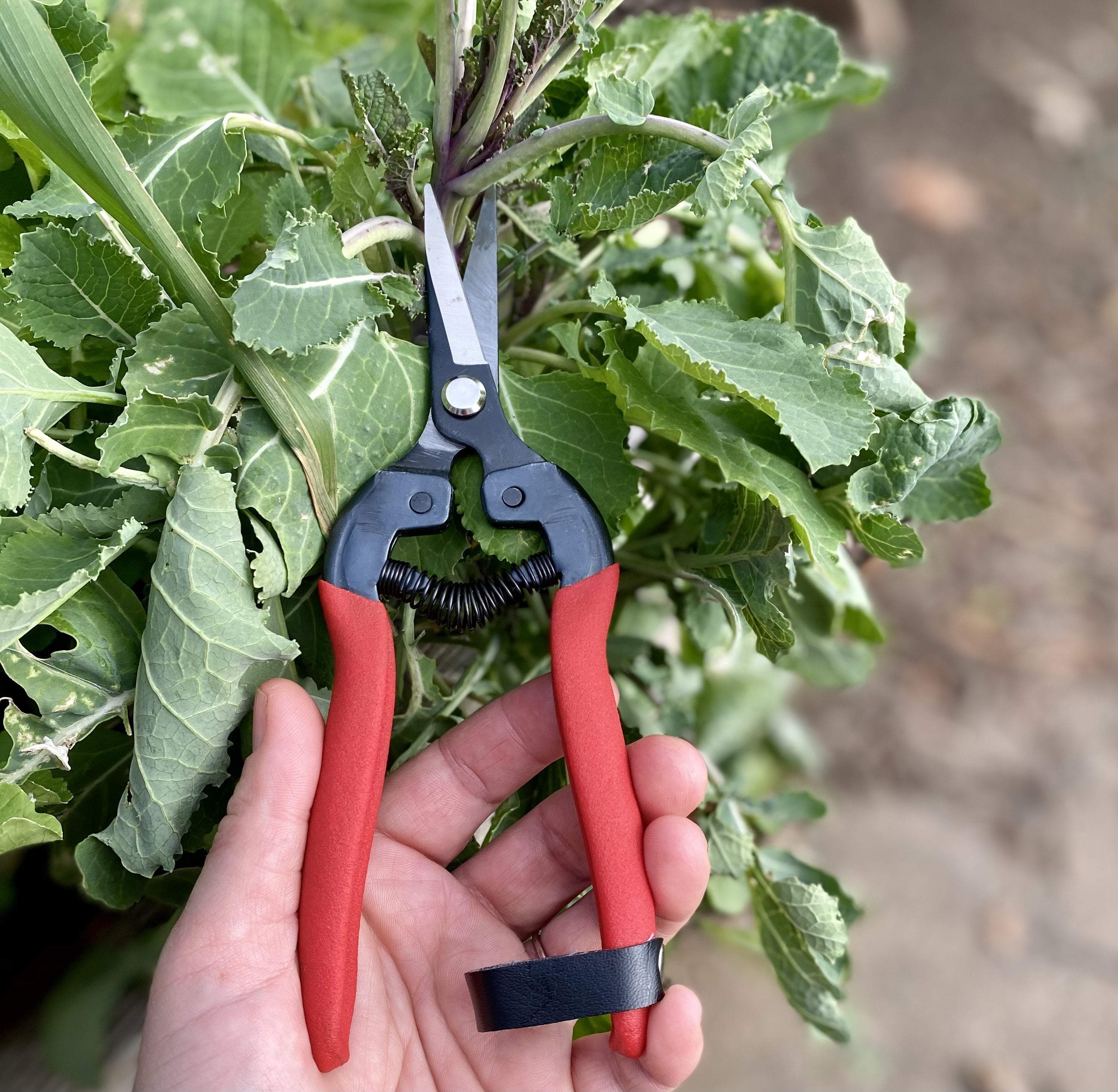 Straight Gardening Shear - Sow True Seed