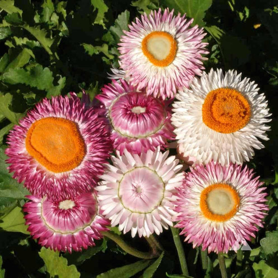 Strawflower Seeds Tall Mixed Sow True Seed
