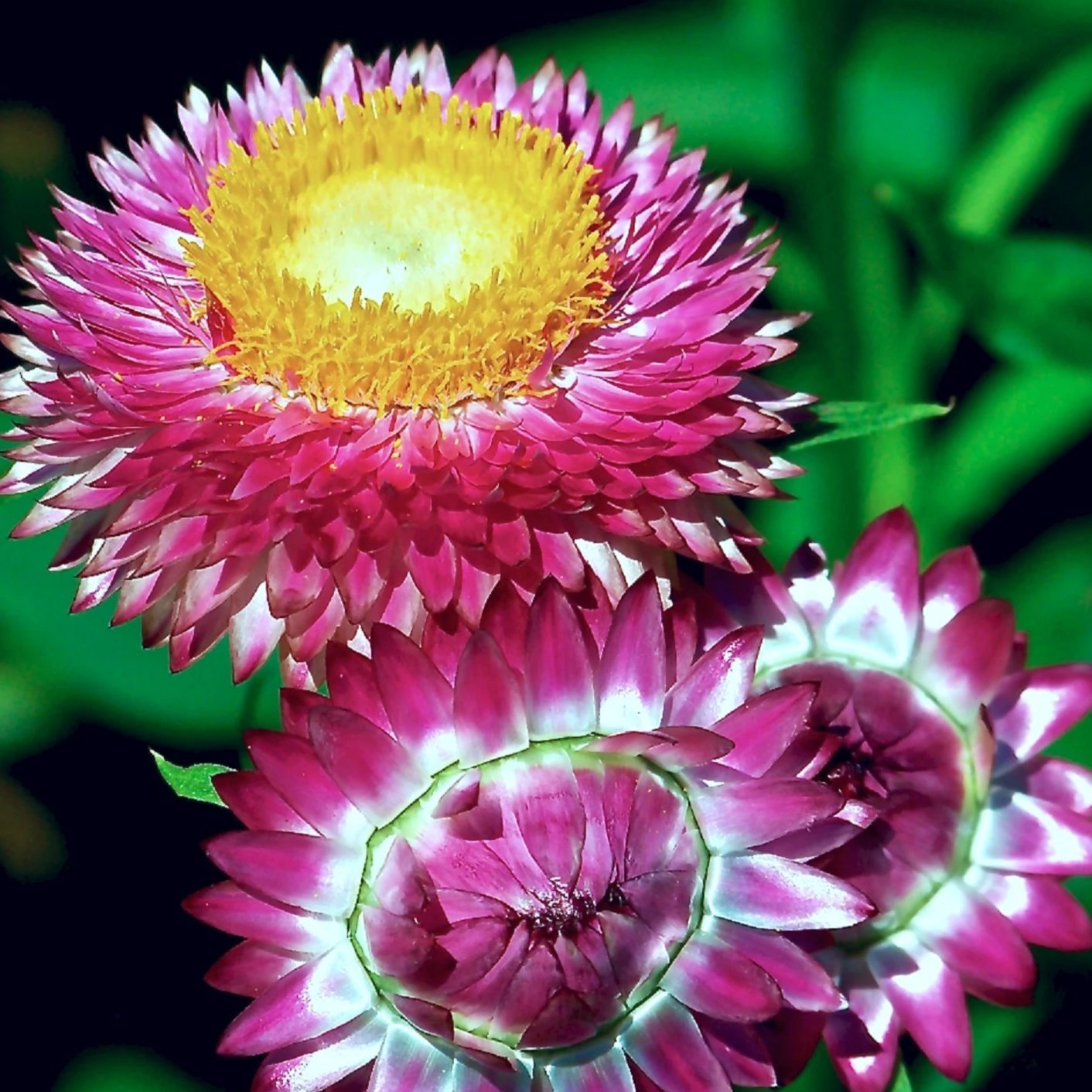 Strawflower Seeds - Tall Mixed - Sow True Seed