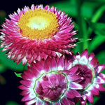 Strawflower Seeds - Tall Mixed - Sow True Seed