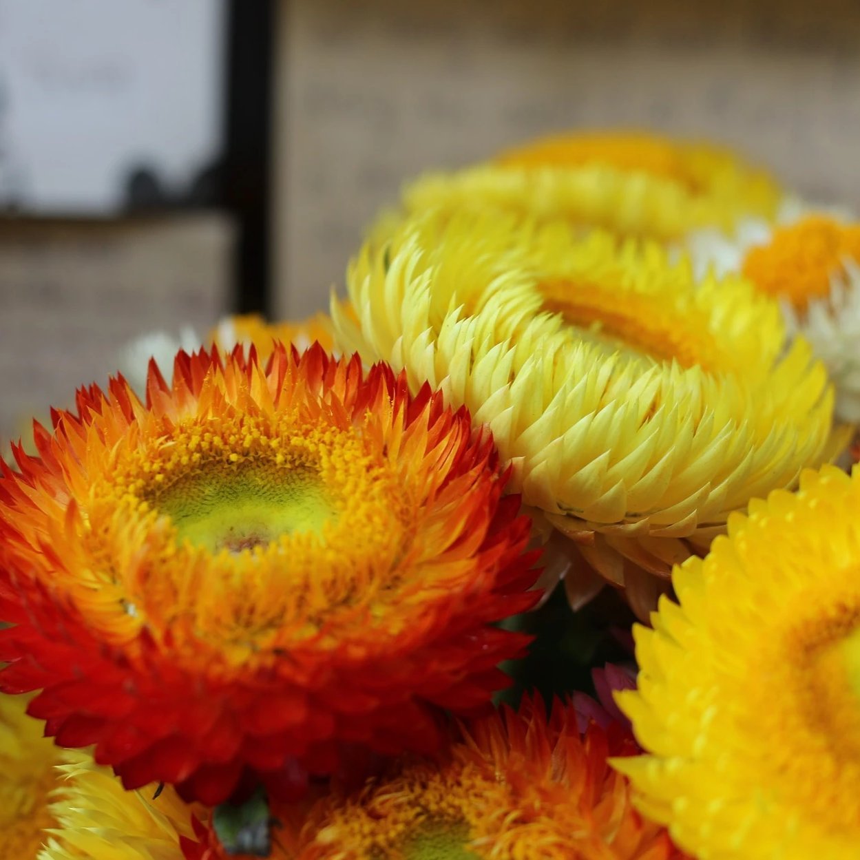 Strawflower Seeds - Tall Mixed - Sow True Seed