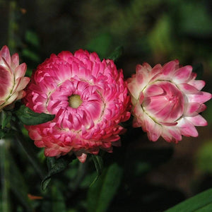 Strawflower Seed- Tall Mixed : Excellent Dried Flowers.