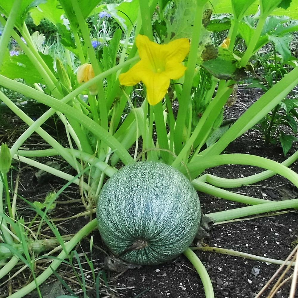 Summer Squash - Ronde de Nice, ORGANIC - Sow True Seed