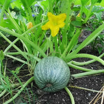 Summer Squash - Ronde de Nice, ORGANIC - Sow True Seed