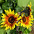 Sunflower Seeds - All Sorts Mix - Sow True Seed