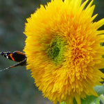 Sunflower Seeds - All Sorts Mix - Sow True Seed