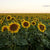 Cover Crop - Oilseed Sunflower - Sow True Seed