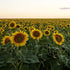 Cover Crop - Oilseed Sunflower