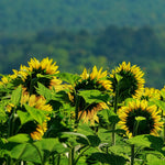 Cover Crop - Oilseed Sunflower - Sow True Seed