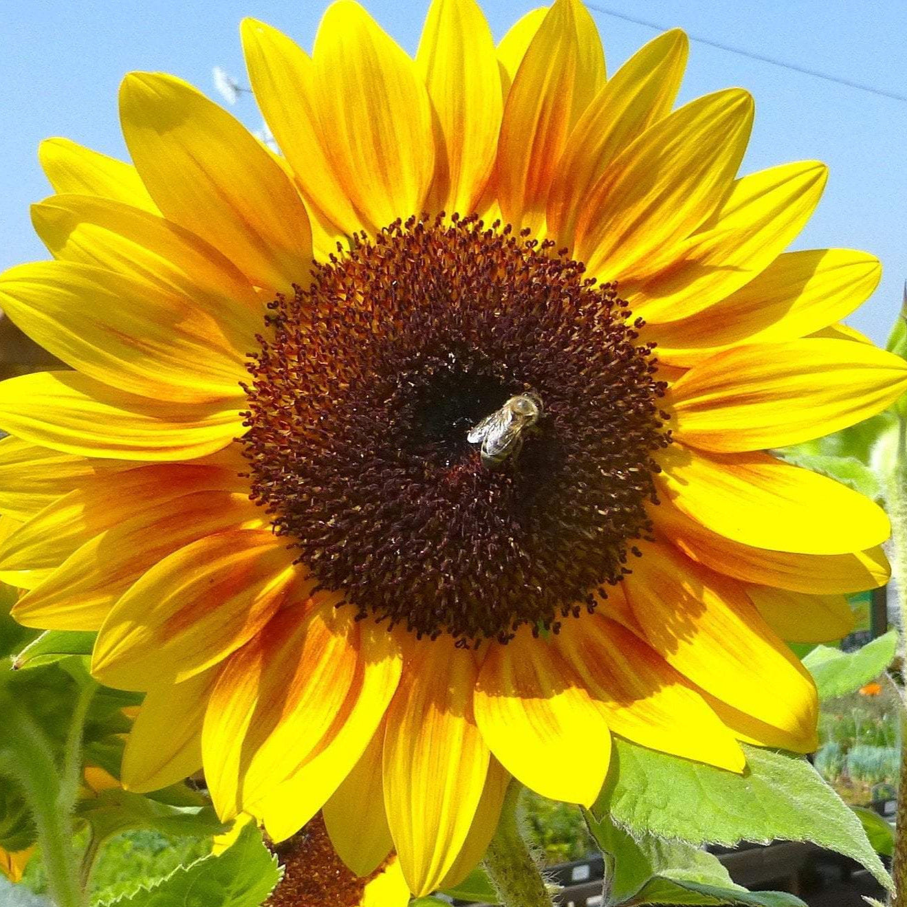 Sunflower Seeds - Autumn Beauty, ORGANIC - Sow True Seed