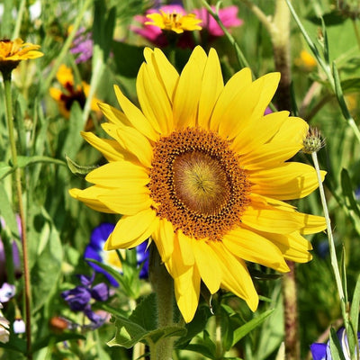 Sunflower Seeds - Sunspot Dwarf