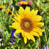 Sunflower Seeds - Sunspot Dwarf