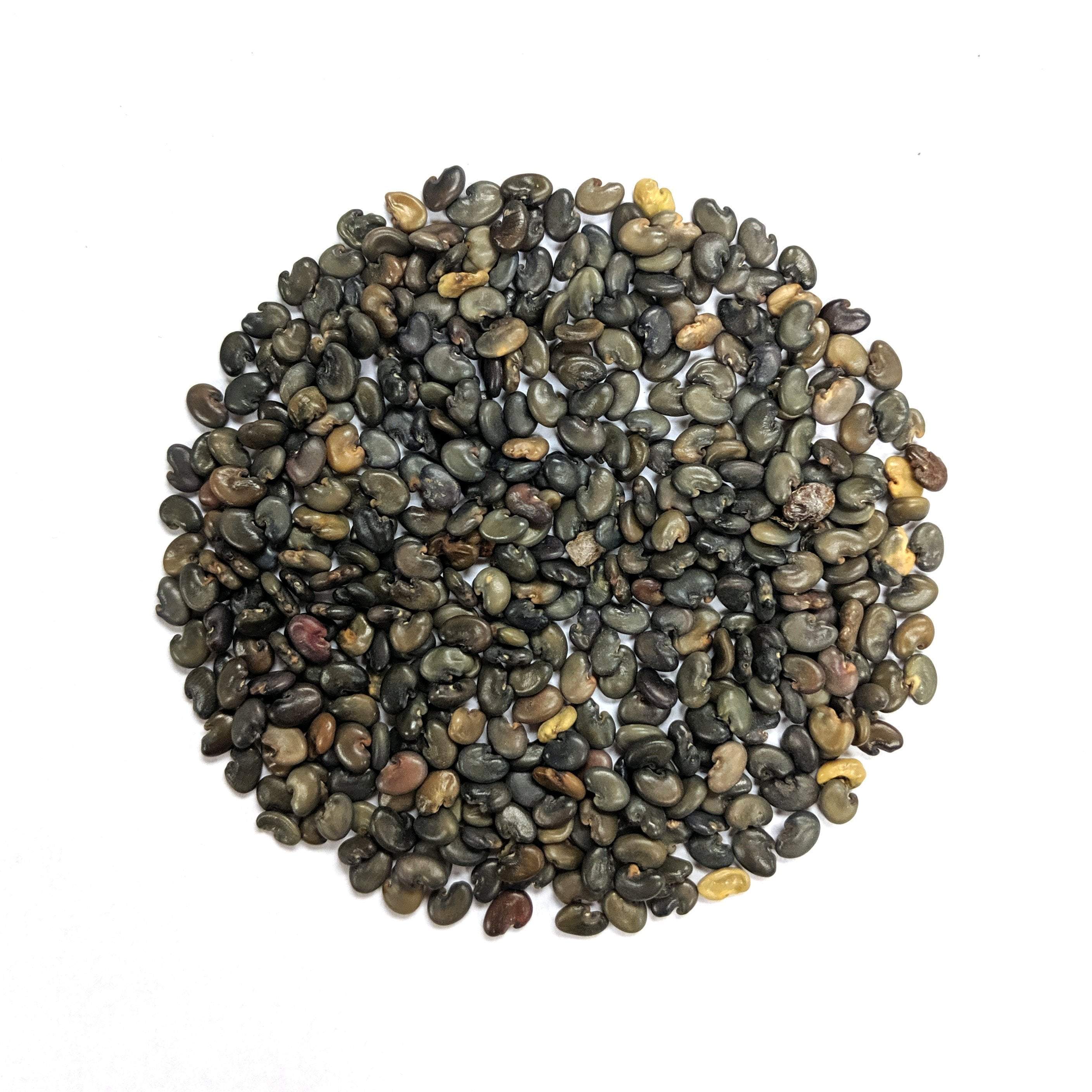 Cover Crop - Sunn Hemp - Sow True Seed