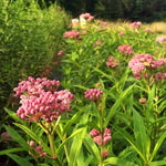 Milkweed Seeds - Swamp - Sow True Seed