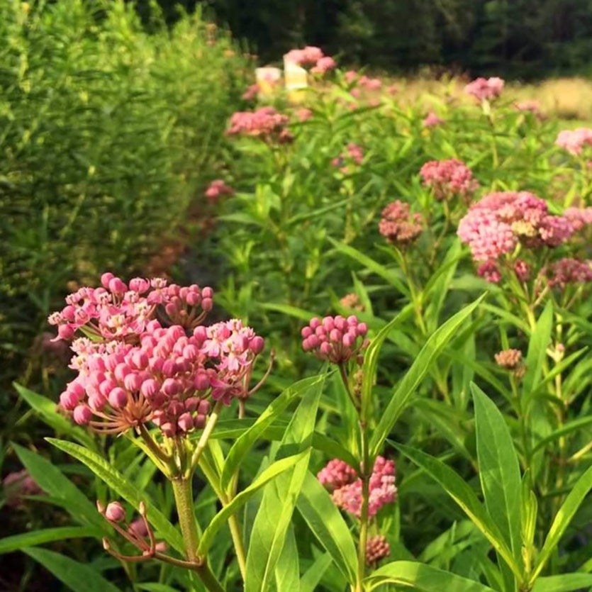 Milkweed Seeds - Swamp - Sow True Seed