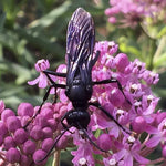 Milkweed Seeds - Swamp - Sow True Seed