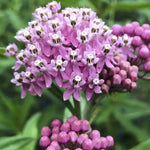 Milkweed Seeds - Swamp - Sow True Seed