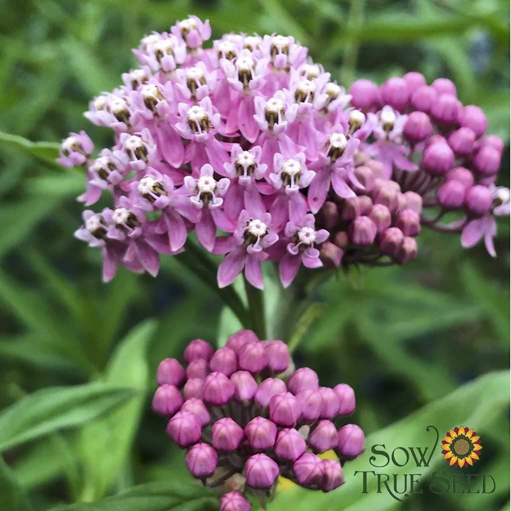 Milkweed Seeds - Swamp | Sow True Seed