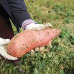Covington Sweet Potatoes, Organic - Sow True Seed