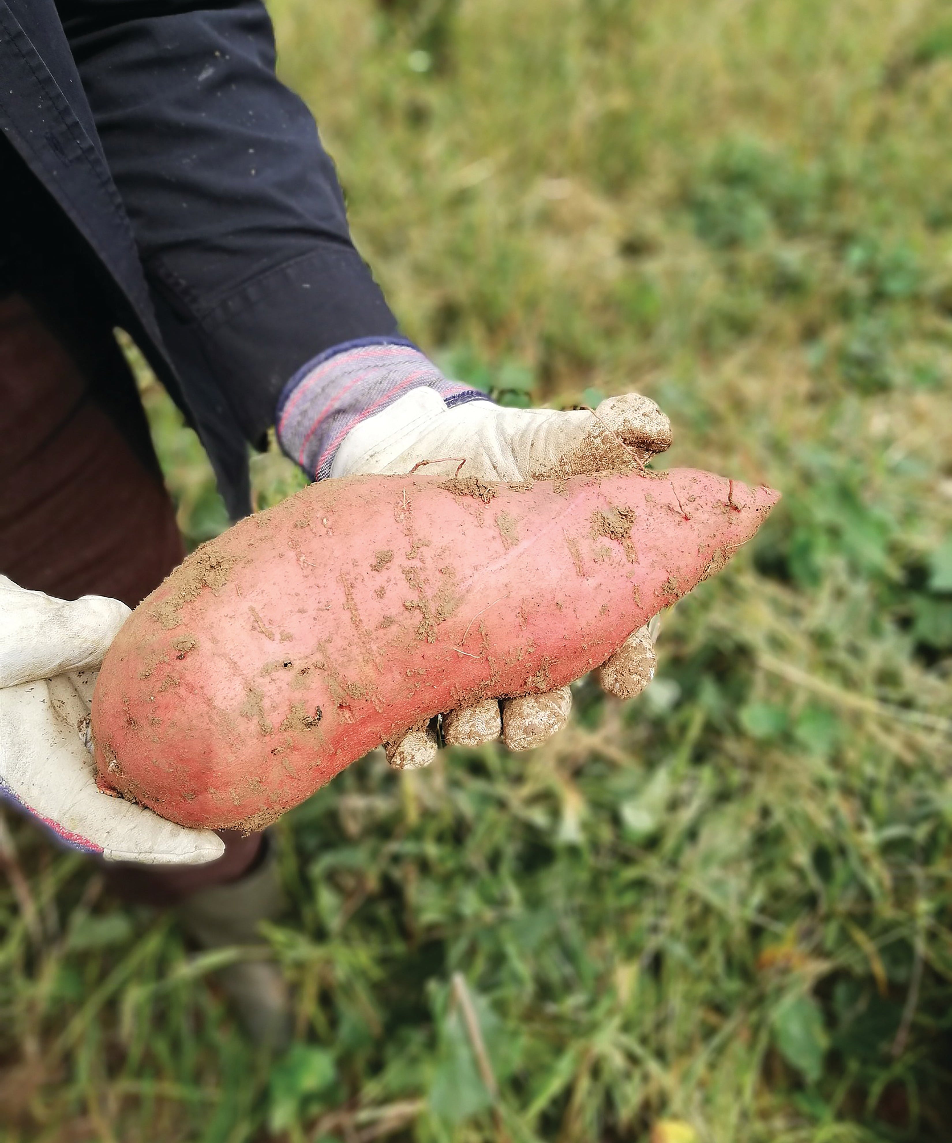Covington Sweet Potatoes, Organic - Sow True Seed