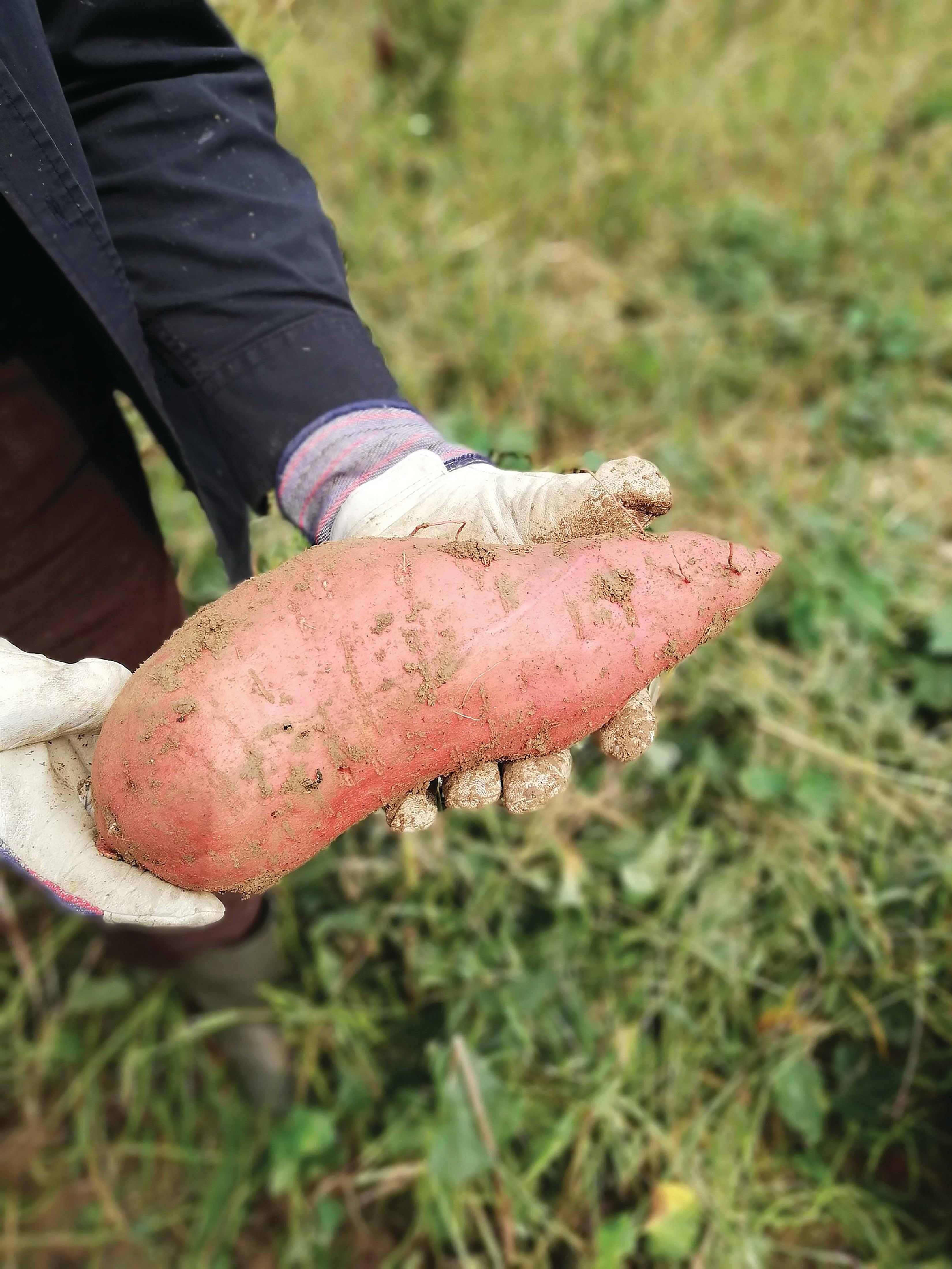Covington Sweet Potatoes, Organic - Sow True Seed