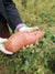 Covington Sweet Potatoes, Organic - Sow True Seed
