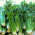 Celery Seeds - Tall Utah, ORGANIC
