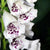 Foxglove Seeds - Excelsior Mix - Sow True Seed