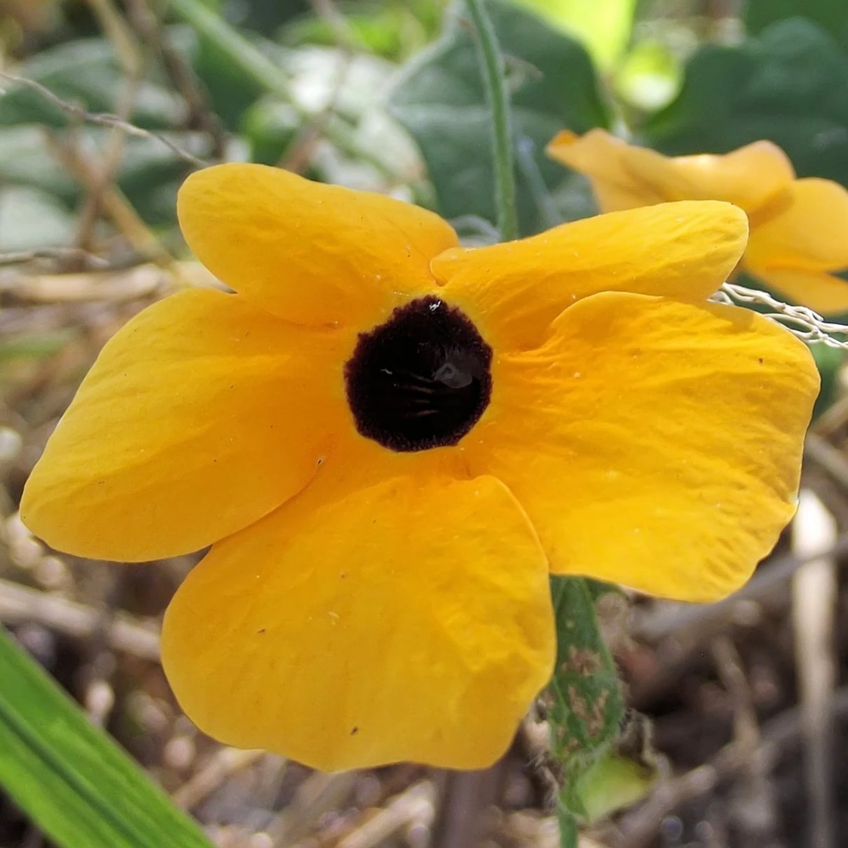 Black Eyed Susan Vine Seeds - Sow True Seed