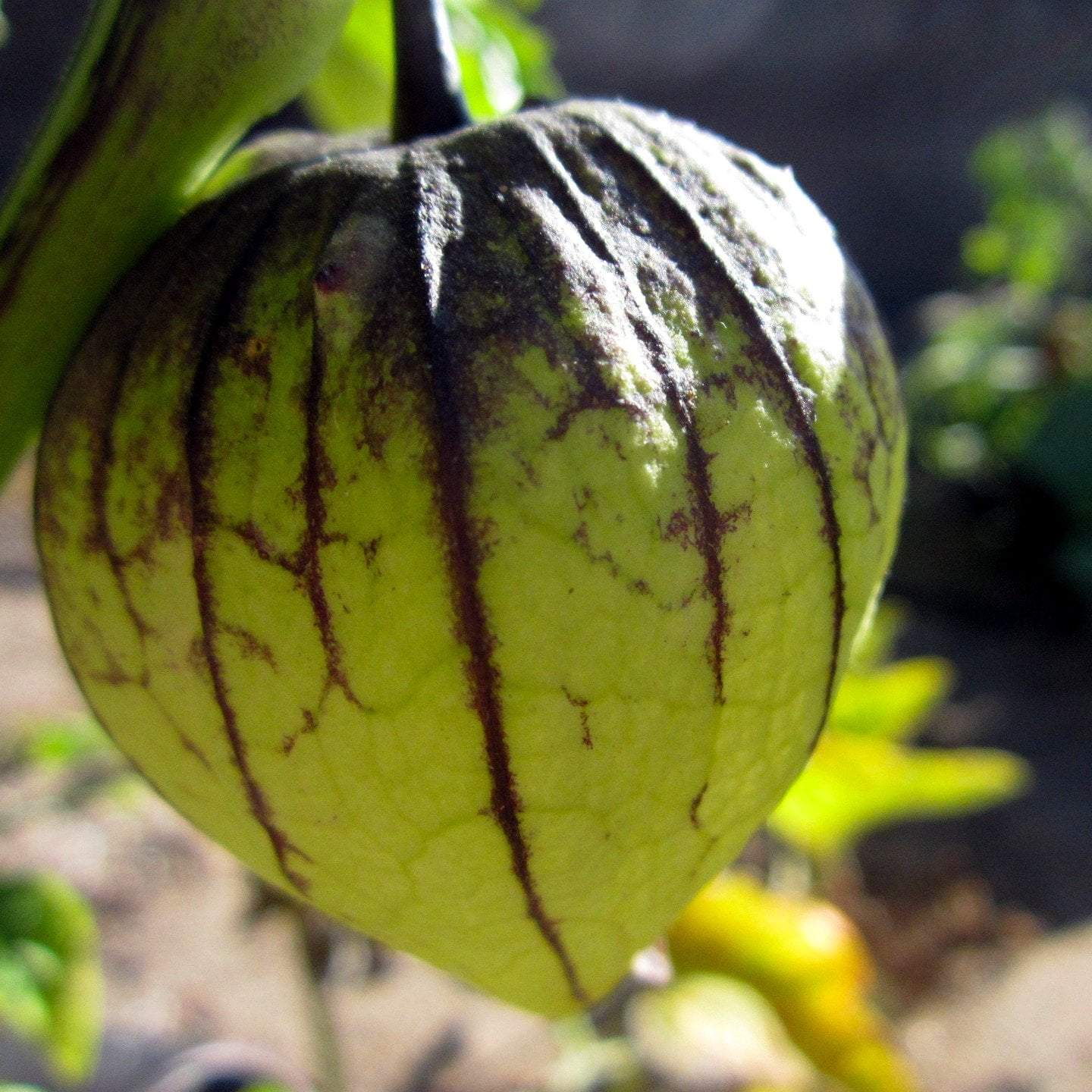 Tomatillo Seeds - Green, ORGANIC - Sow True Seed