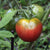 Slicing Tomato Seeds - Bear Creek ORGANIC - Sow True Seed