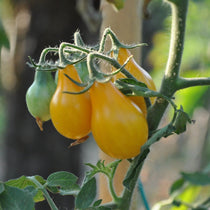 Cherry Tomato Seeds - Yellow Pear - Sow True Seed