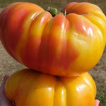 Slicing Tomato - Striped German, ORGANIC - Sow True Seed