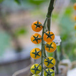 Cherry Tomato Seeds - Hartman's Yellow Gooseberry, ORGANIC - Sow True Seed
