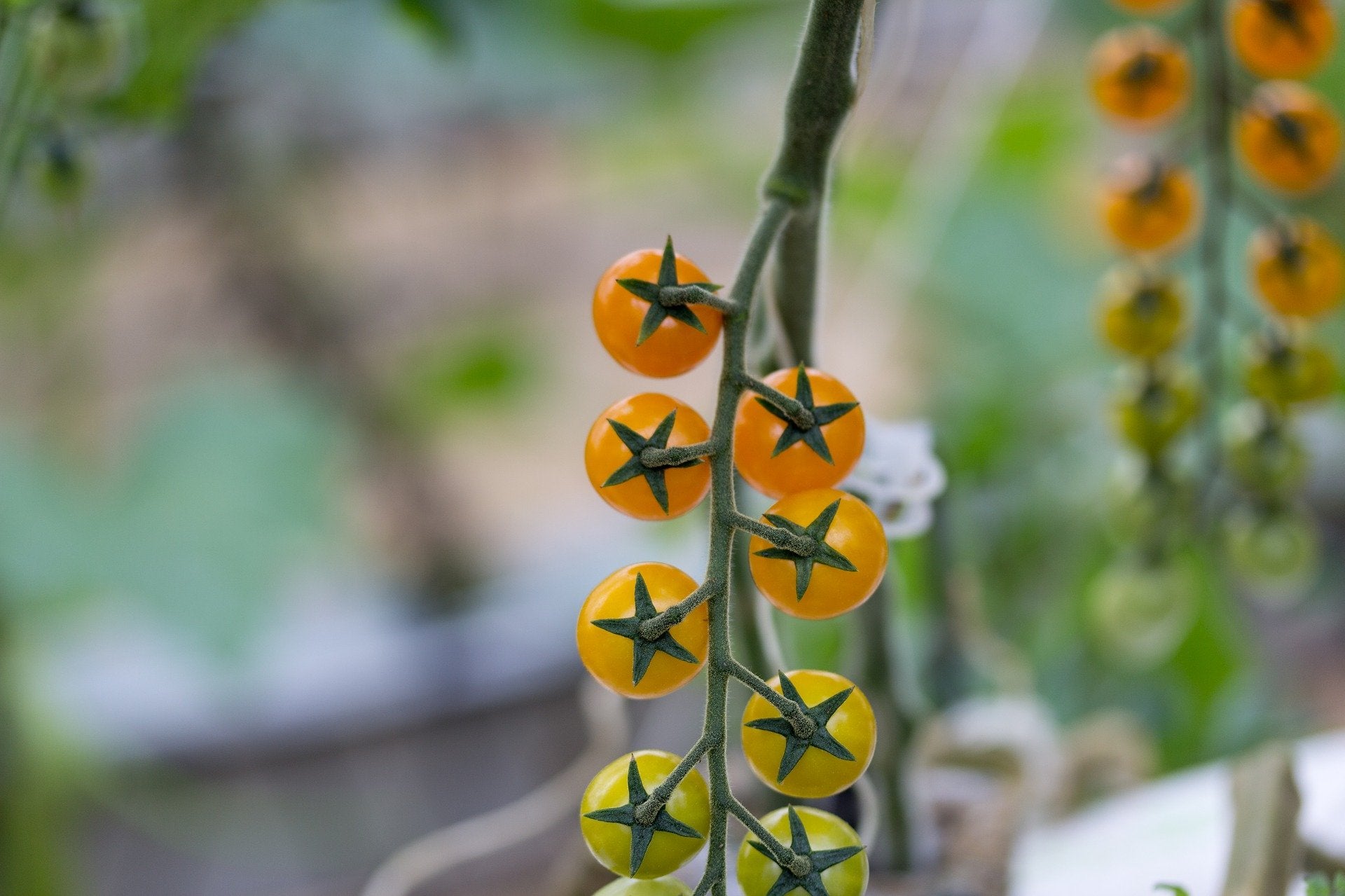 Cherry Tomato Seeds - Hartman's Yellow Gooseberry, ORGANIC - Sow True Seed
