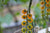 Cherry Tomato Seeds - Hartman's Yellow Gooseberry, ORGANIC - Sow True Seed