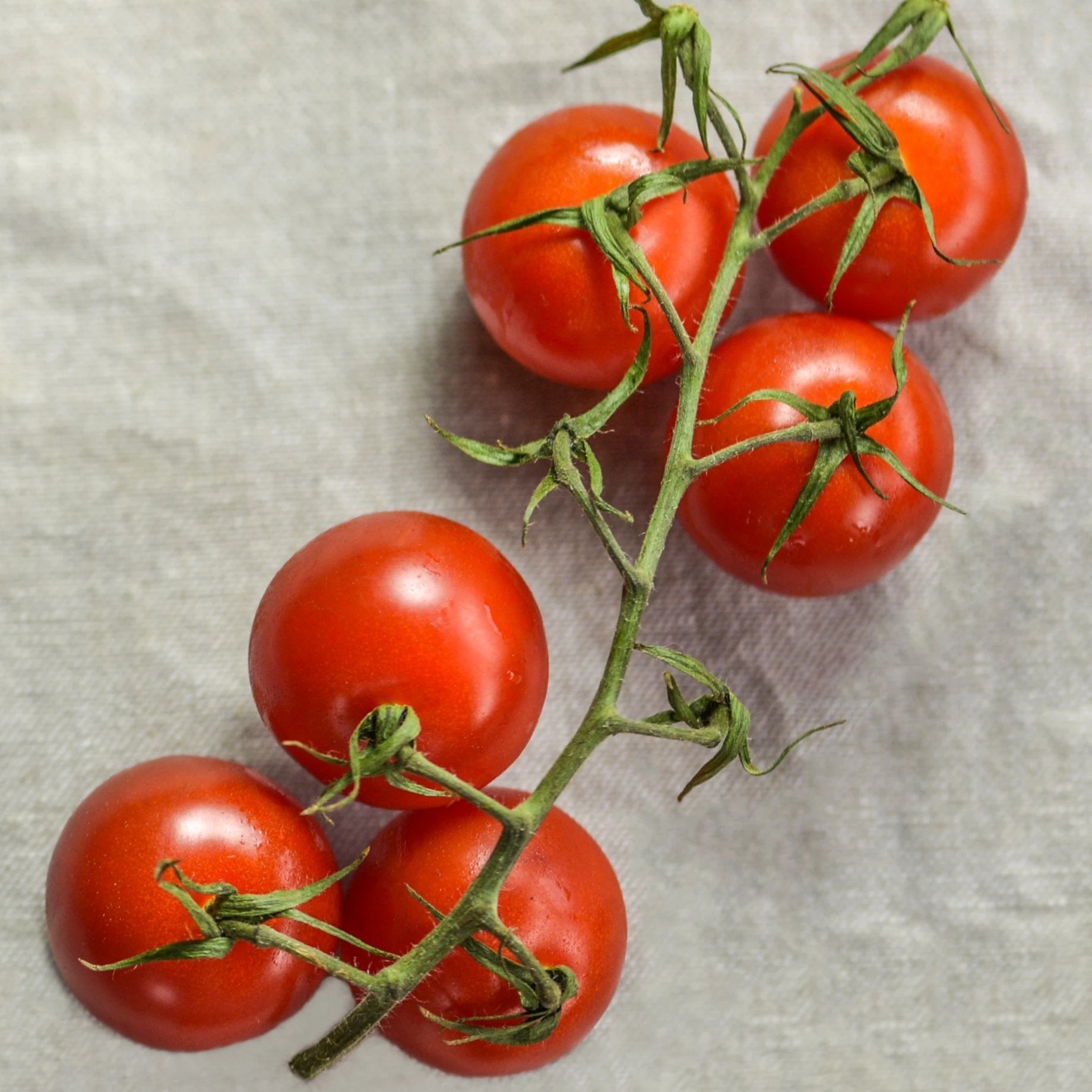 plant cherry tomato seeds Chadwick Cherry Tomato Seeds | Sow True Seed